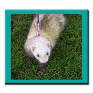 Buddy - The Wonder Ferret