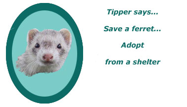 Tipper Says...Save a Ferret..Adopt From a Shelter